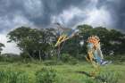 Brazil, Pantanal. Sunbittern birds take flight. Art Print